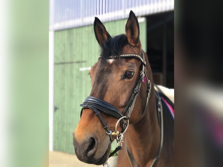 German Riding Pony Mix Mare 23 years 14,1 hh Brown in Düren Arnoldsweiler