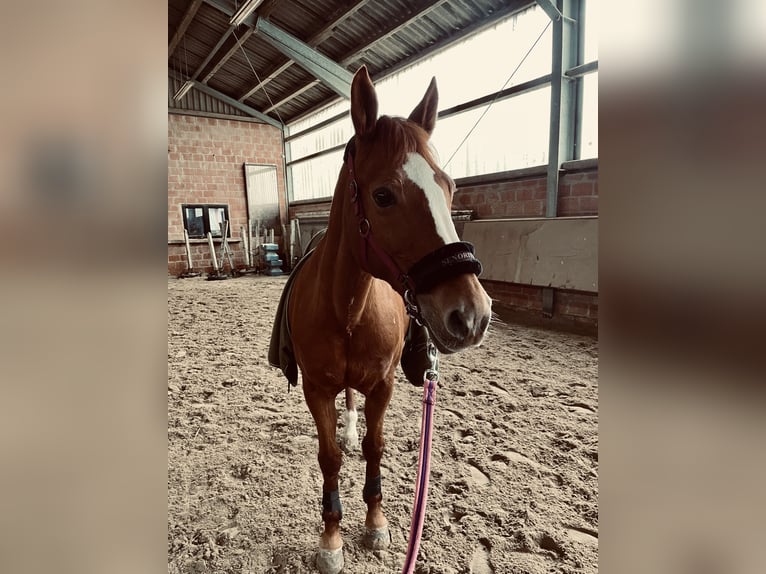 German Riding Pony Mare 23 years 14,2 hh Chestnut-Red in Stolberg (Rheinland)