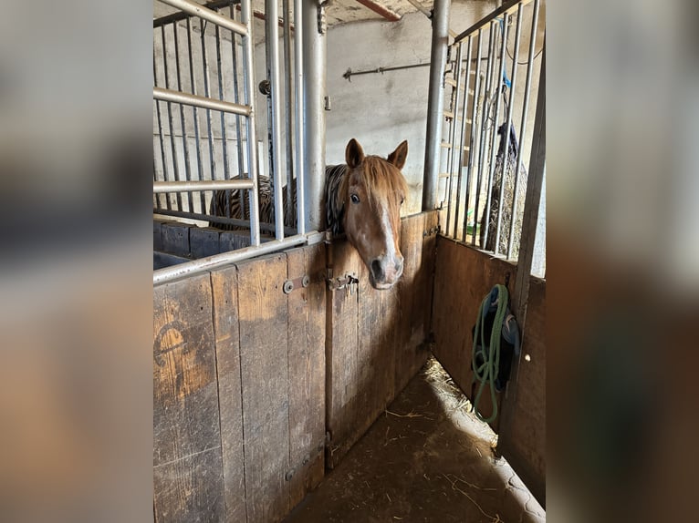 German Riding Pony Mare 24 years 13.2 hh Chestnut-Red in Alsdorf
