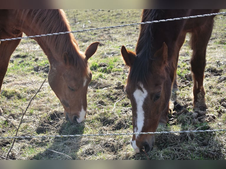 German Riding Pony Mare 28 years 14,1 hh Chestnut-Red in Waldstetten