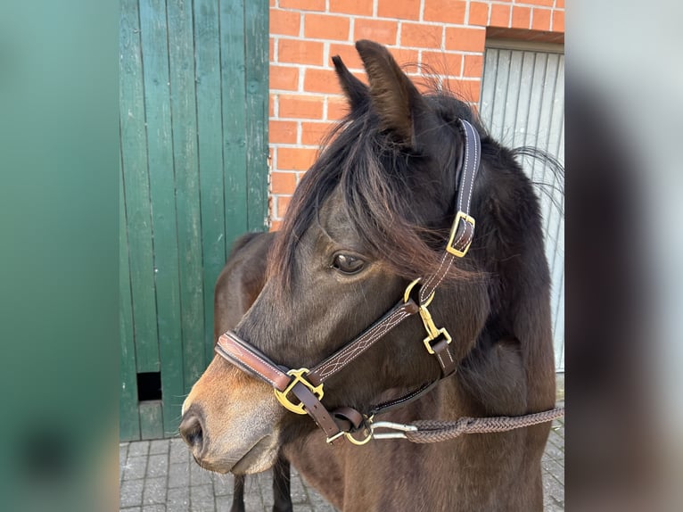 German Riding Pony Mare 2 years 12.3 hh Bay-Dark in Friesoythe