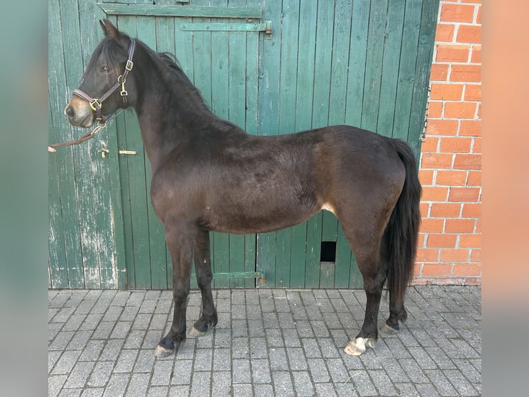 German Riding Pony Mare 2 years 12.3 hh Bay-Dark in Friesoythe