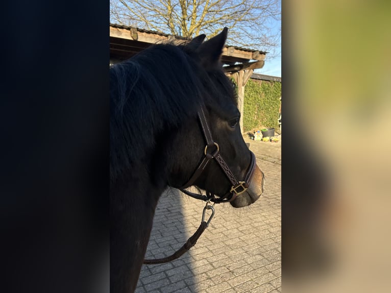 German Riding Pony Mare 2 years 12,3 hh Bay-Dark in Friesoythe