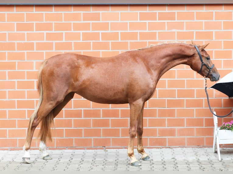 German Riding Pony Mare 2 years 12,3 hh Chestnut-Red in Stuhr