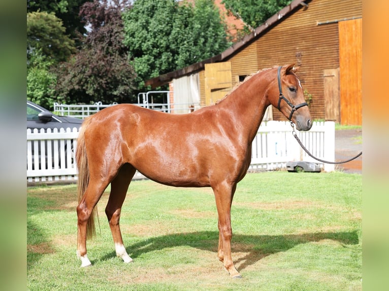 German Riding Pony Mare 2 years 12,3 hh Chestnut-Red in Stuhr