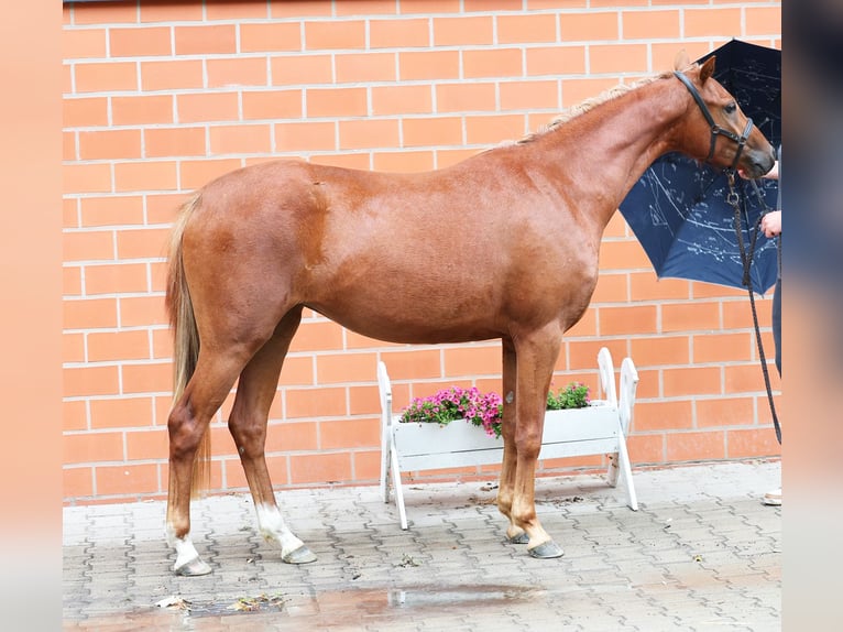 German Riding Pony Mare 2 years 12,3 hh Chestnut-Red in Stuhr
