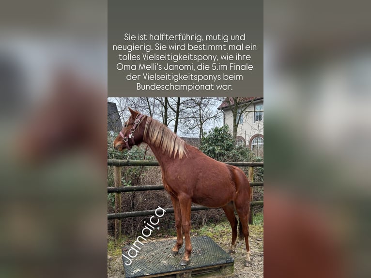 German Riding Pony Mare 2 years 12,3 hh Chestnut-Red in Stuhr
