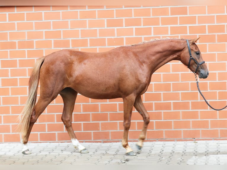 German Riding Pony Mare 2 years 12,3 hh Chestnut-Red in Stuhr