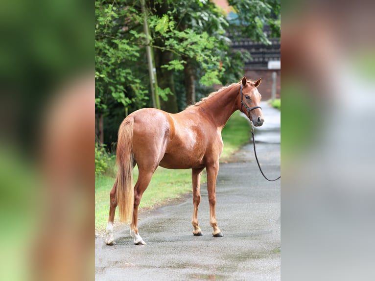 German Riding Pony Mare 2 years 12,3 hh Chestnut-Red in Stuhr