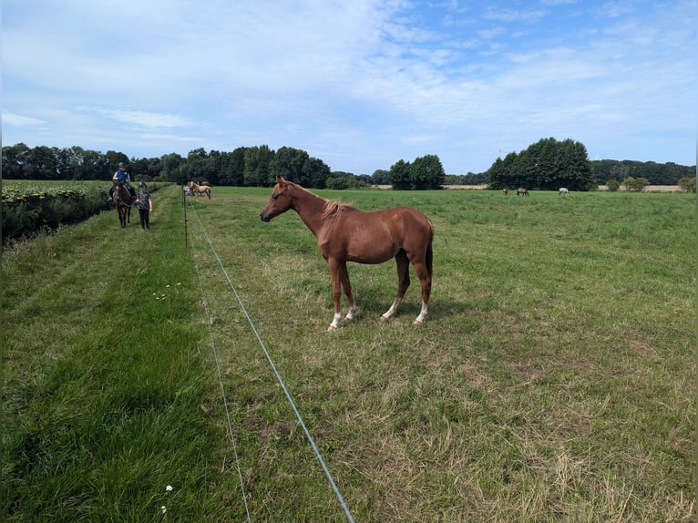 German Riding Pony Mare 2 years 13.1 hh Chestnut-Red in Libbesdorf