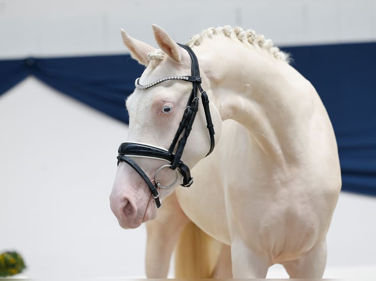 German Riding Pony Mare 2 years 13.1 hh Cremello in Marsberg
