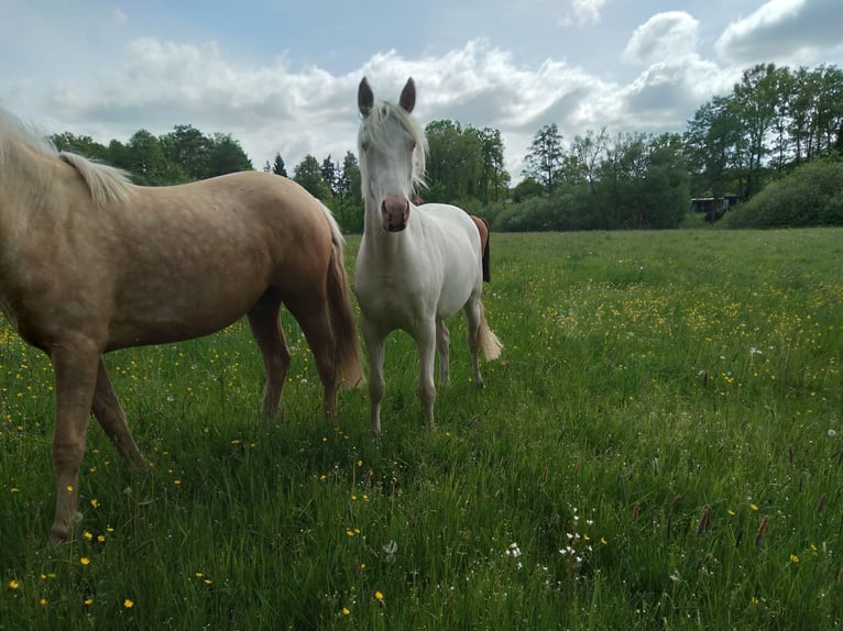 German Riding Pony Mare 2 years 13,2 hh Cremello in Bienenbüttel