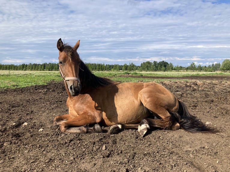 German Riding Pony Mare 2 years 13,3 hh Bay in Talinn, Harjumaa