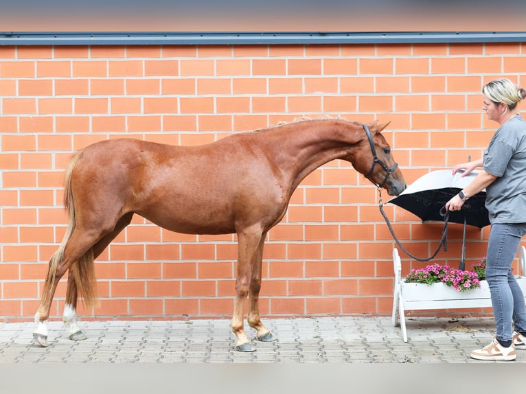 German Riding Pony Mare 2 years 13,1 hh Chestnut in Stuhr