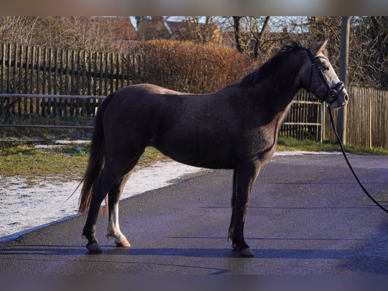 German Riding Pony Mare 2 years 13,1 hh Grey in Gera