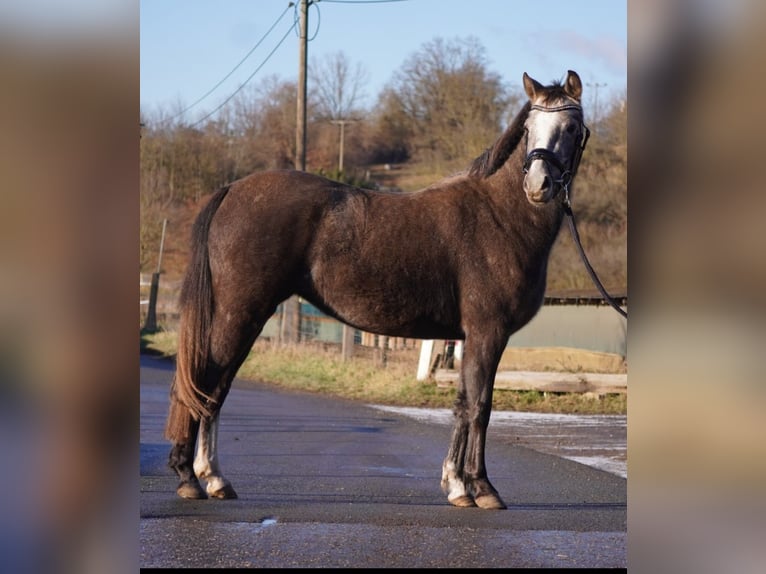 German Riding Pony Mare 2 years 13,1 hh Grey in Gera
