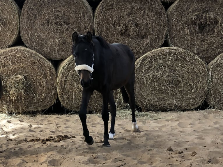 German Riding Pony Mare 2 years 13,2 hh Bay-Dark in Hiddenhausen
