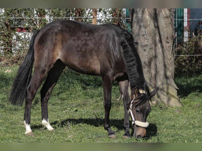 German Riding Pony Mare 2 years 13,2 hh Bay-Dark in Hiddenhausen