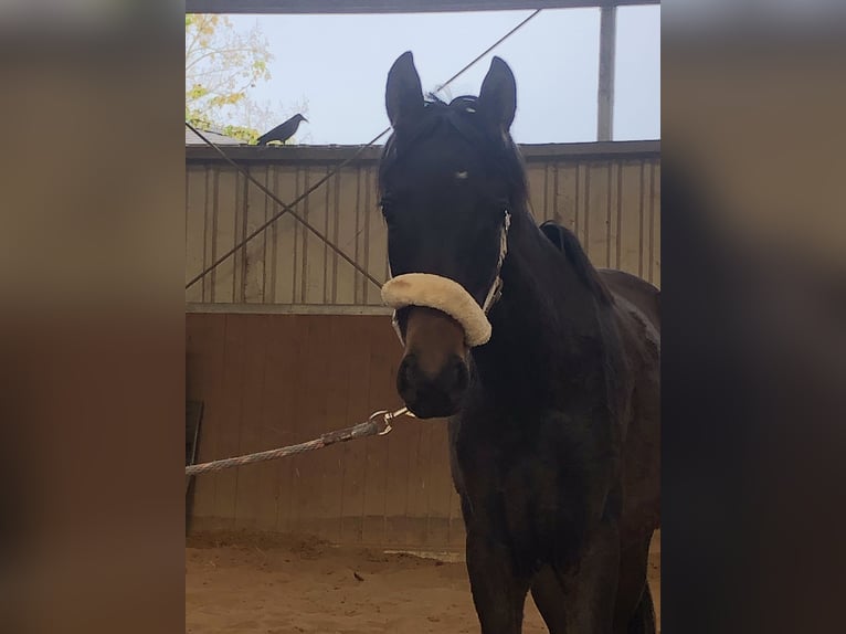 German Riding Pony Mare 2 years 13,2 hh Bay-Dark in Hiddenhausen