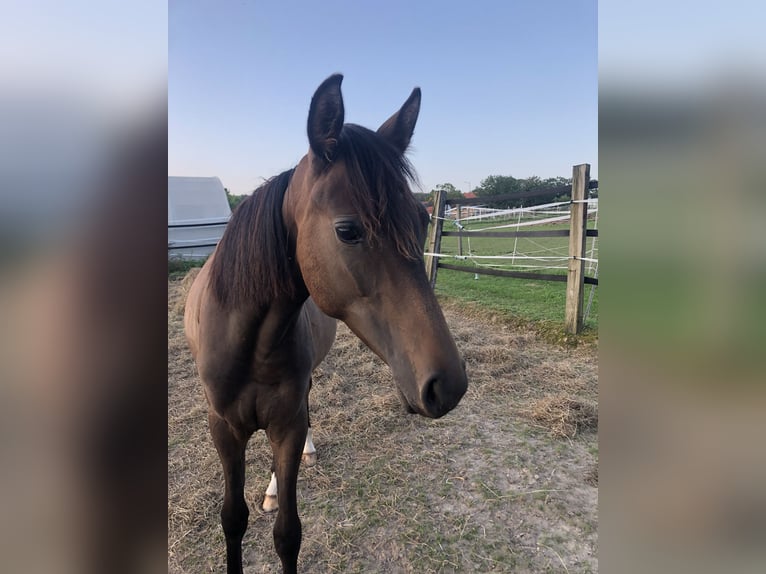German Riding Pony Mare 2 years 13,2 hh Bay-Dark in Hiddenhausen