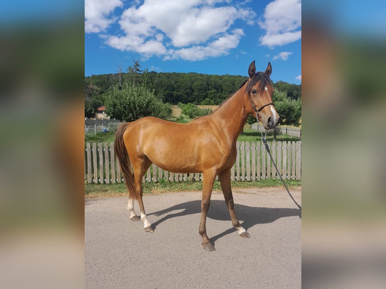 German Riding Pony Mix Mare 2 years 13,2 hh Brown in Kirchworbis