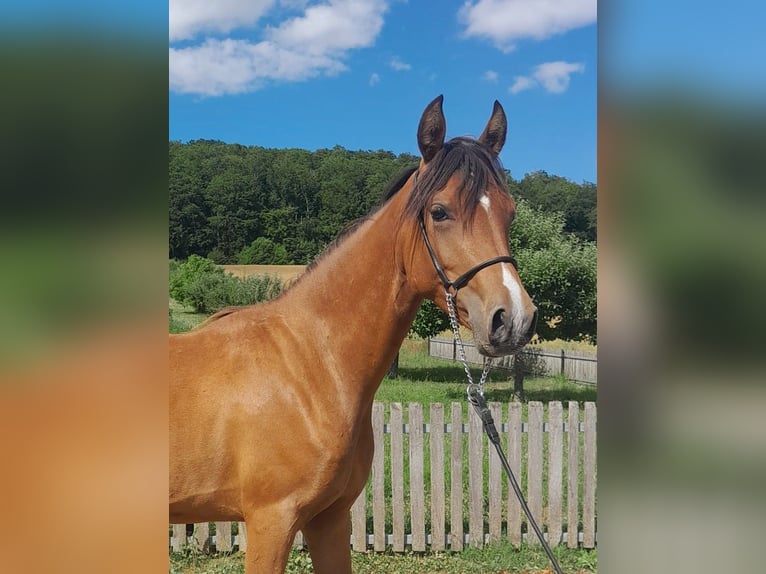 German Riding Pony Mix Mare 2 years 13,2 hh Brown in Kirchworbis