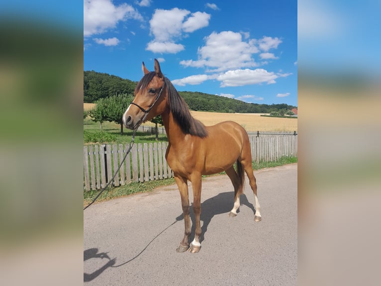 German Riding Pony Mix Mare 2 years 13,2 hh Brown in Kirchworbis