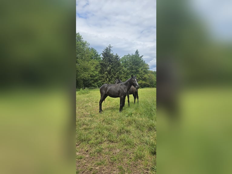 German Riding Pony Mix Mare 2 years 14,1 hh Black in Kirchheimbolanden