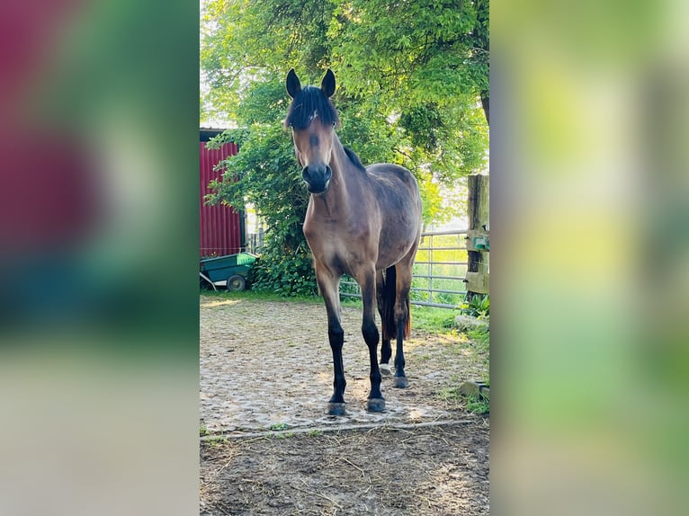 German Riding Pony Mare 2 years 14.1 hh Brown in Laage