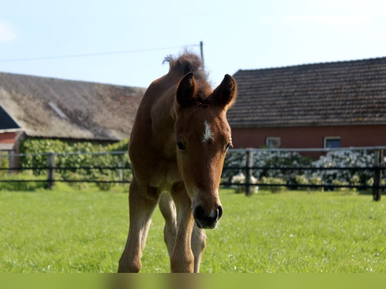 German Riding Pony Mare 2 years 14.1 hh Brown in Steinfeld (Oldenburg)