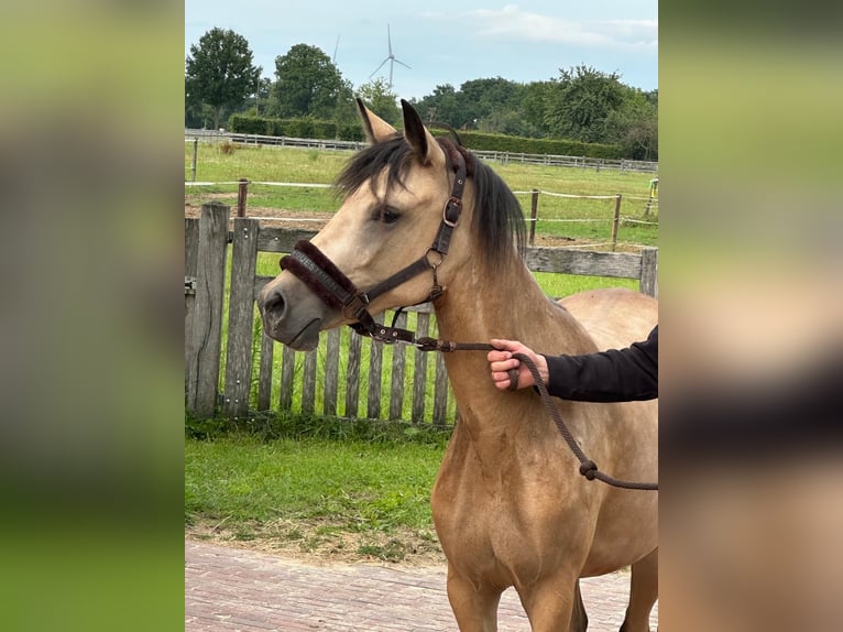 German Riding Pony Mare 2 years 14,1 hh Buckskin in Vreden