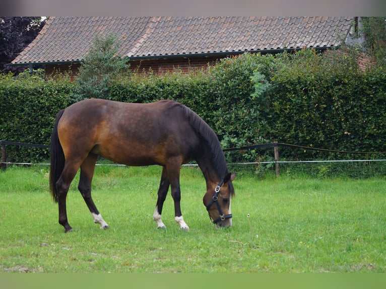 German Riding Pony Mare 2 years 14,1 hh Buckskin in Vreden