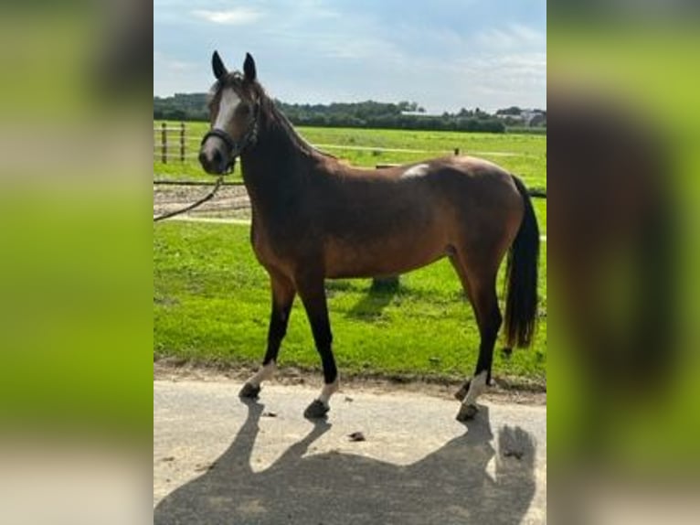 German Riding Pony Mare 2 years 14,1 hh Buckskin in Vreden