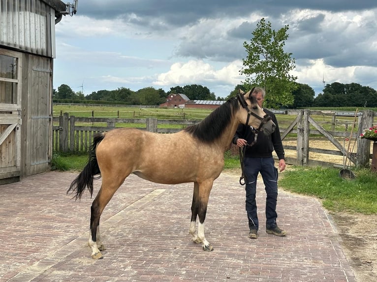 German Riding Pony Mare 2 years 14,1 hh Buckskin in Vreden