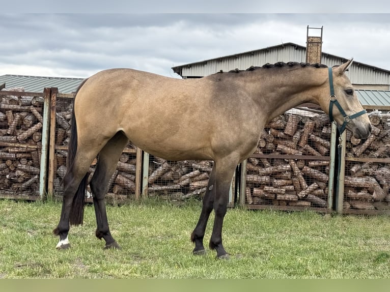 German Riding Pony Mare 2 years 14,1 hh Buckskin in Treuenbrietzen