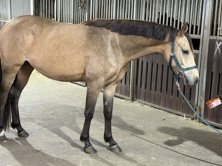 German Riding Pony Mare 2 years 14,1 hh Buckskin in Treuenbrietzen