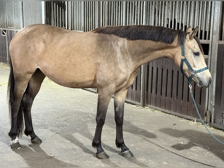 German Riding Pony Mare 2 years 14,1 hh Buckskin in Treuenbrietzen