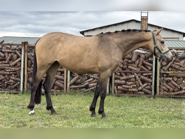 German Riding Pony Mare 2 years 14,1 hh Buckskin in Treuenbrietzen