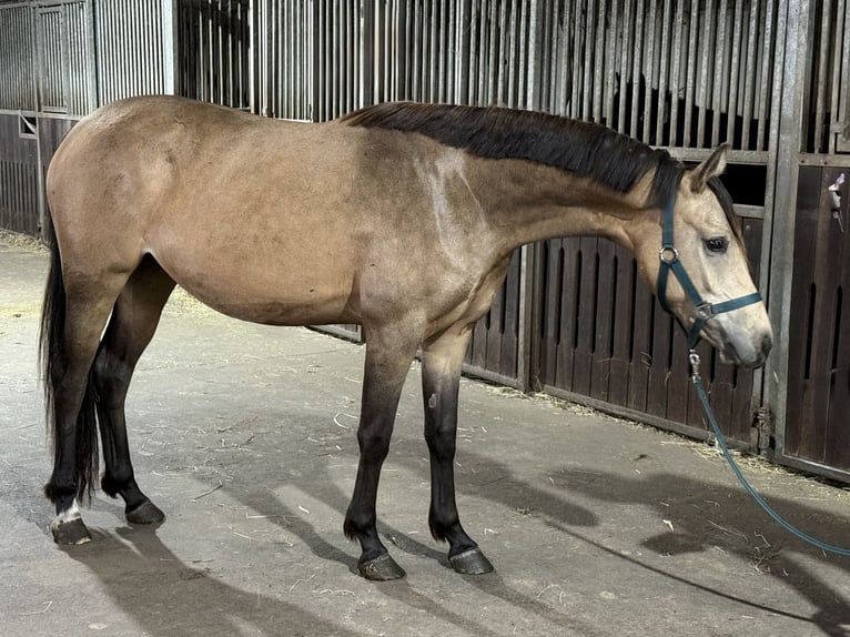 German Riding Pony Mare 2 years 14,1 hh Buckskin in Treuenbrietzen