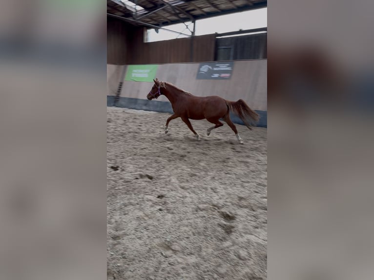 German Riding Pony Mare 2 years 14,1 hh Chestnut-Red in Wegeleben