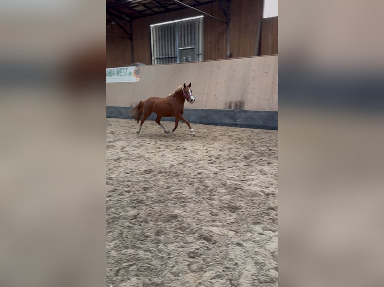 German Riding Pony Mare 2 years 14,1 hh Chestnut-Red in Wegeleben