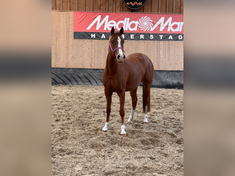 German Riding Pony Mare 2 years 14,1 hh Chestnut-Red in Wegeleben