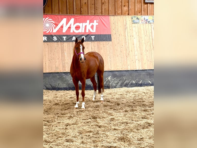 German Riding Pony Mare 2 years 14,1 hh Chestnut-Red in Wegeleben