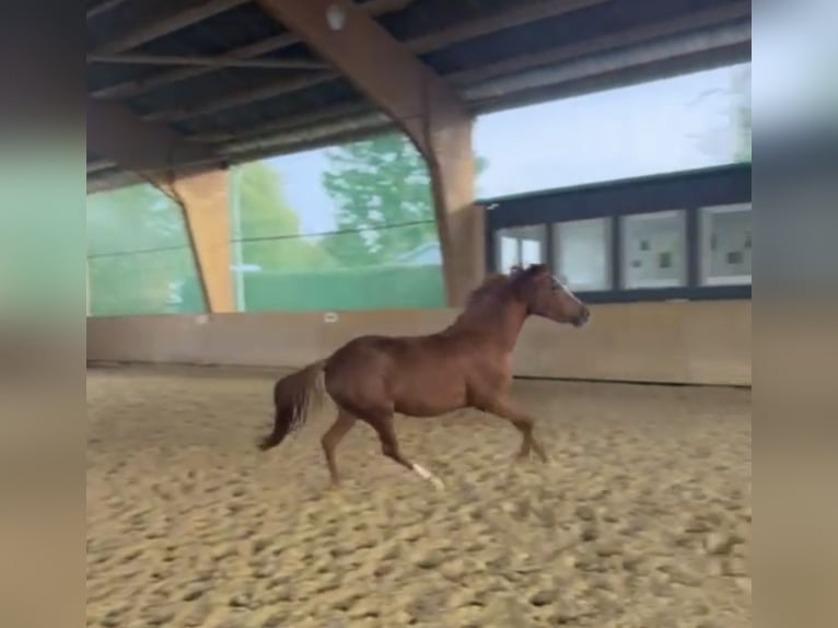 German Riding Pony Mare 2 years 14,1 hh Chestnut-Red in Düsseldorf