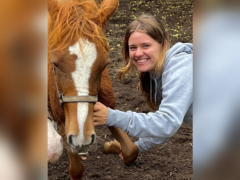 German Riding Pony Mare 2 years 14,1 hh Chestnut-Red in Düsseldorf