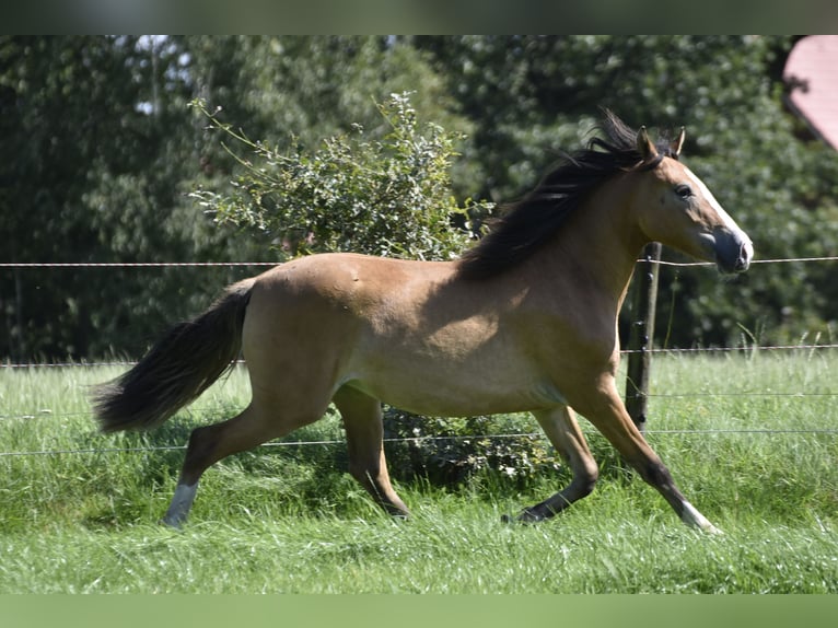German Riding Pony Mare 2 years 14,1 hh Dun in Legden