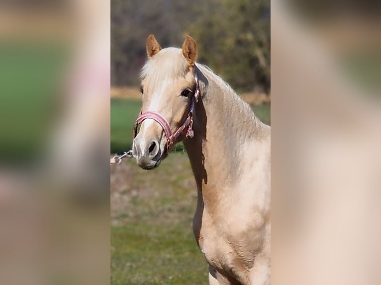 German Riding Pony Mare 2 years 14,1 hh Palomino in Warendorf