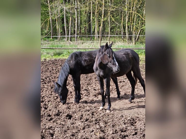 German Riding Pony Mix Mare 2 years 14,2 hh Black in Kirchheimbolanden