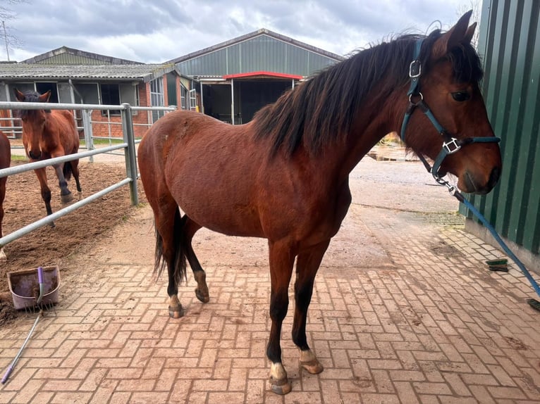 German Riding Pony Mare 2 years 14,2 hh Brown in Henstedt-Ulzburg