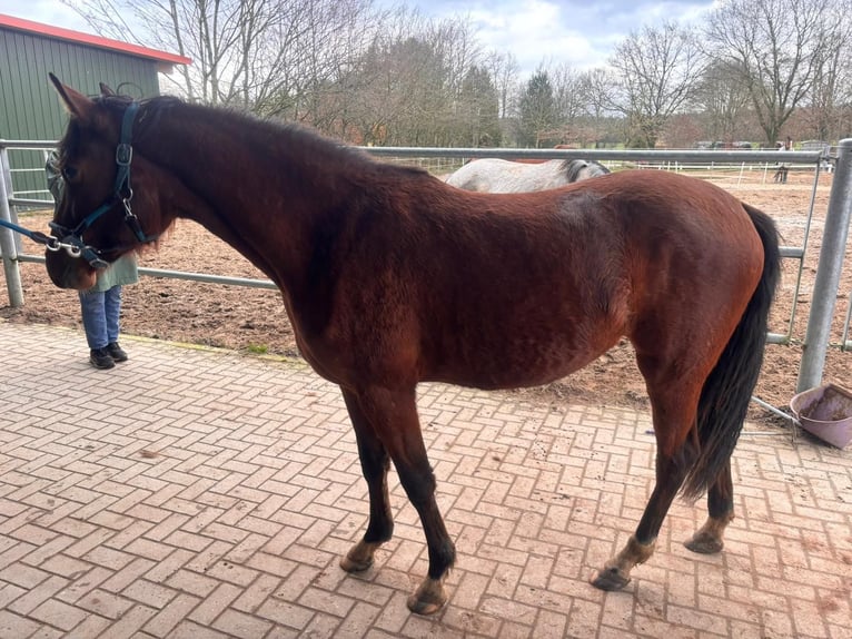 German Riding Pony Mare 2 years 14,2 hh Brown in Henstedt-Ulzburg